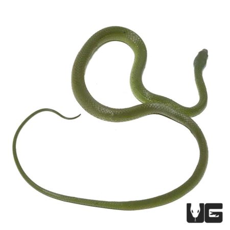 Suriname Green Racer Snake, vibrant green, slender, and fast-moving reptile.