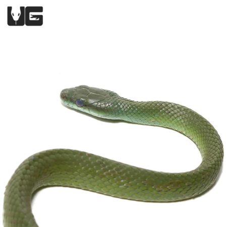 Common Green Racers For Sale - Underground Reptiles