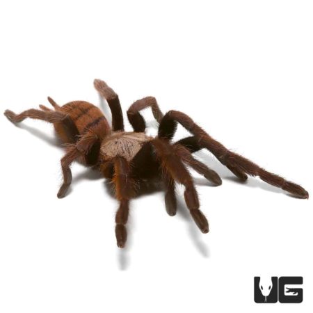 Indian Violet Tarantulas (Chilobrachy fimbriatus) For Sale - Underground Reptiles