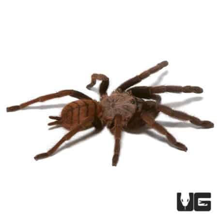 Indian Violet Tarantulas (Chilobrachy fimbriatus) For Sale - Underground Reptiles
