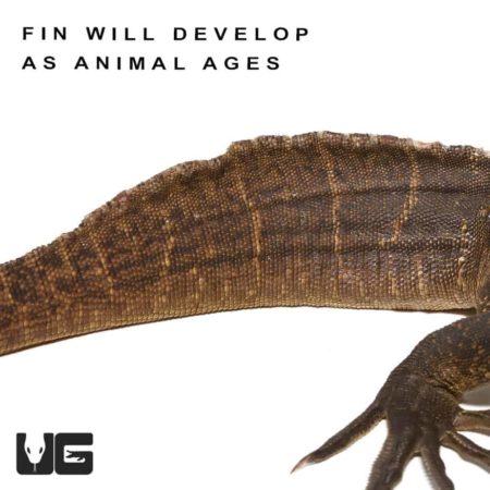 Giant Sailfin Dragon close-up showing detailed scales and fin structure.