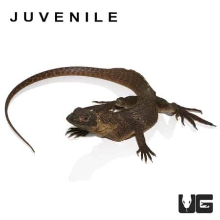 Giant Sailfin Dragons For Sale - Underground Reptiles