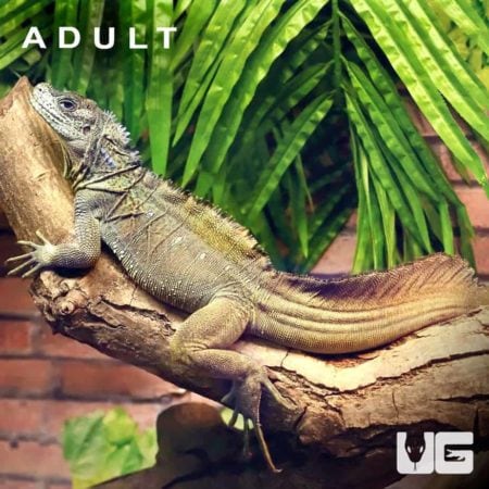 Large adult sailfin dragon resting on a tree branch in lush greenery.