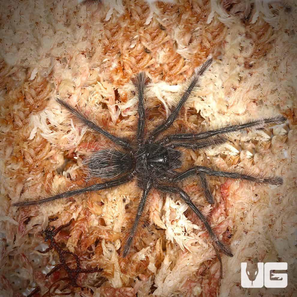 Goliath Birdeater Tarantulas For Sale Underground Reptiles