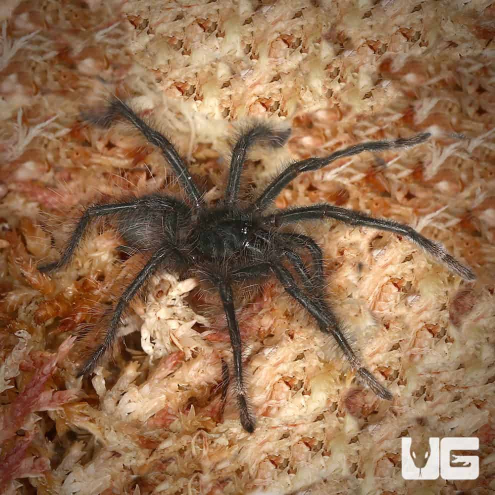 Goliath Birdeater Tarantulas For Sale Underground Reptiles