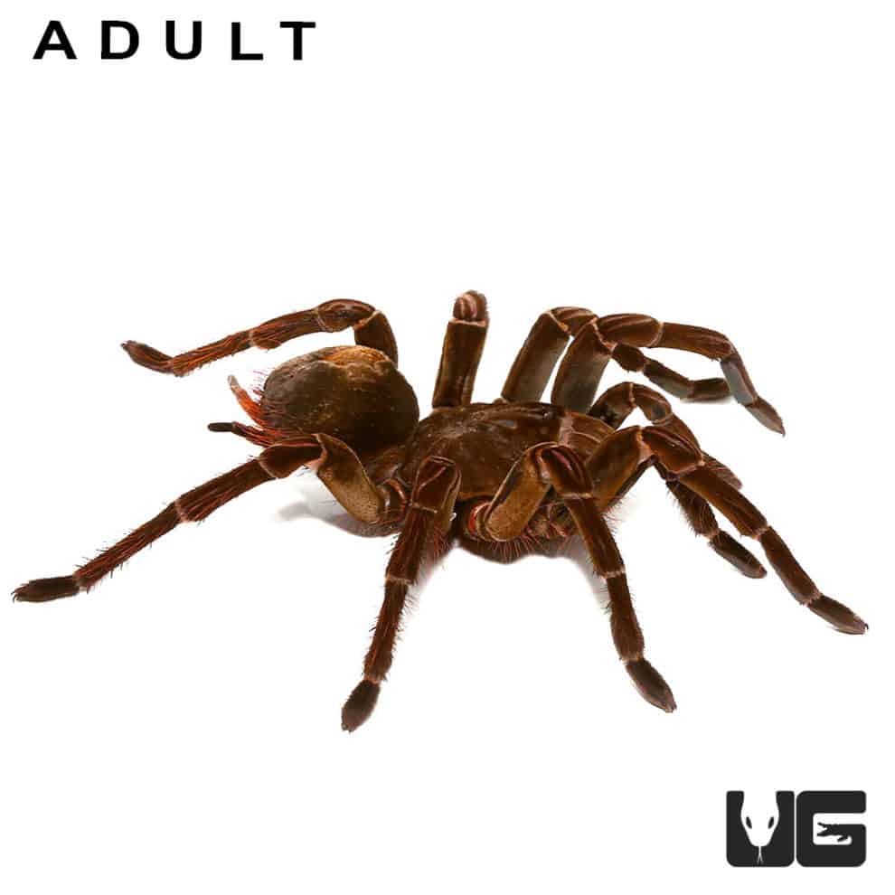 Goliath Birdeater Tarantulas For Sale Underground Reptiles