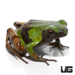 Green And Black Mantella For Sale - Underground Reptiles