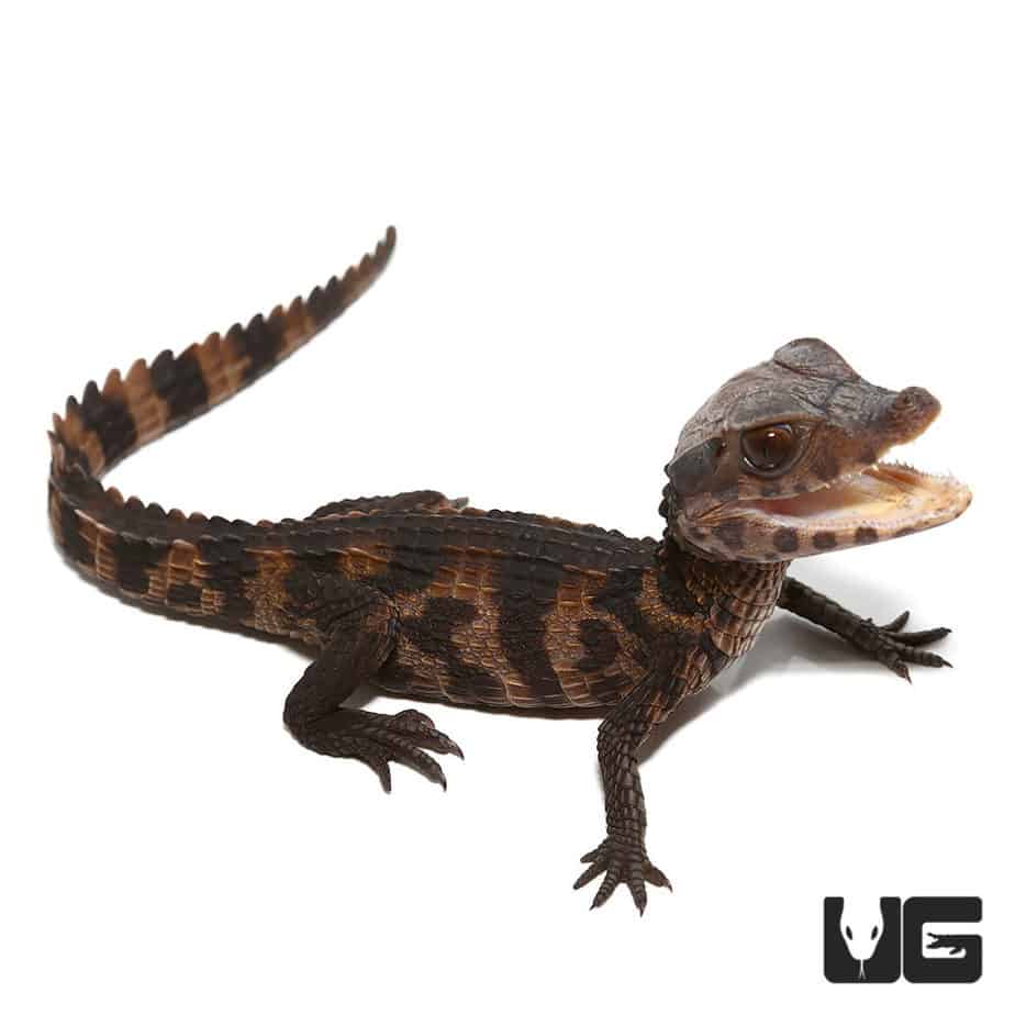 Hatchling Dwarf Caimans (Paleosuchus palpebrosus) For Sale ...