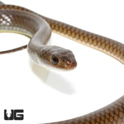 Indo-Chinese Rat Snakes For Sale - Underground Reptiles