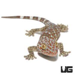 Juvenile Tokay Geckos For Sale - Underground Reptiles