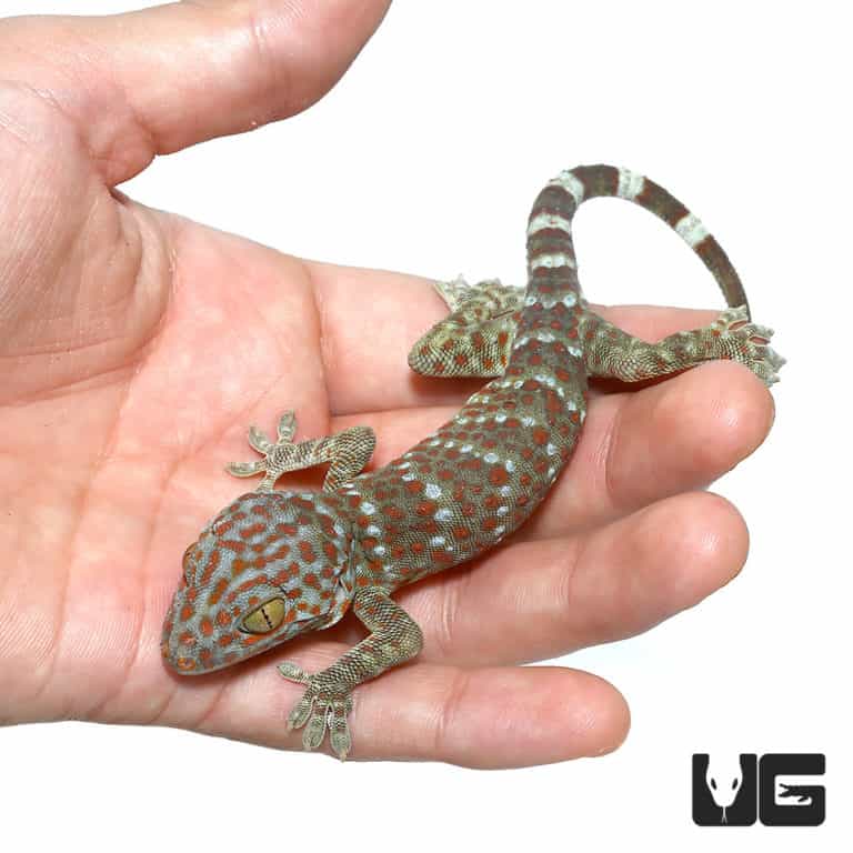 Juvenile Tokay Geckos (Gekko gecko) For Sale Underground Reptiles
