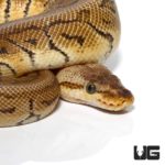 Male Lemonblast Het Clown Ball Python For Sale - Underground Reptiles