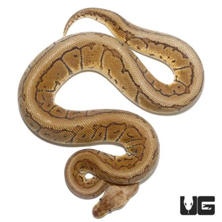 Male Lemonblast Het Clown Ball Python For Sale - Underground Reptiles