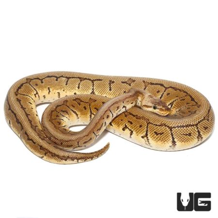 Male Lemonblast Het Clown Ball Python For Sale - Underground Reptiles