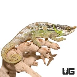 Malthe's Green Eared Chameleons For Sale - Underground Reptiles