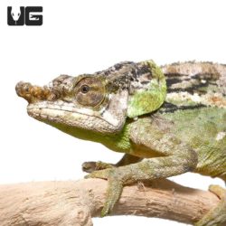 Malthe's Green Eared Chameleons For Sale - Underground Reptiles