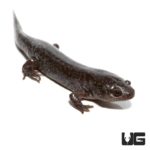 (Ambystoma talpoideum) Mole Salamanders For Sale - Underground Reptiles