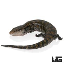 Adult Aru Blue Tongue Skinks For Sale - Underground Reptiles