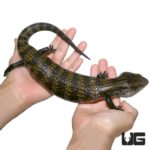 Adult Aru Blue Tongue Skinks For Sale - Underground Reptiles