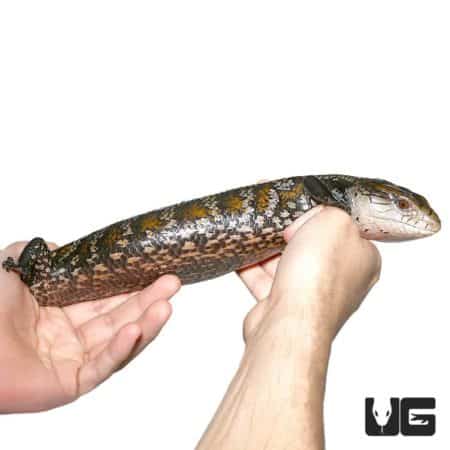 Adult Aru Blue Tongue Skinks For Sale - Underground Reptiles