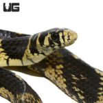 Juvenile Guyana Tiger Ratsnake For Sale - Underground Reptiles