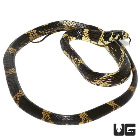 Juvenile Guyana Tiger Ratsnake For Sale - Underground Reptiles