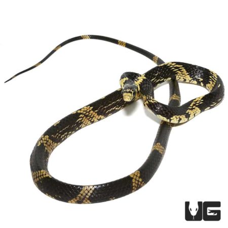 Juvenile Guyana Tiger Ratsnake For Sale - Underground Reptiles