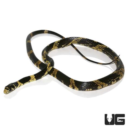 Juvenile Guyana Tiger Ratsnake For Sale - Underground Reptiles