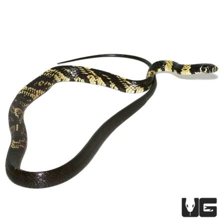 Yearling Guyana Tiger Ratsnake For Sale - Underground Reptiles