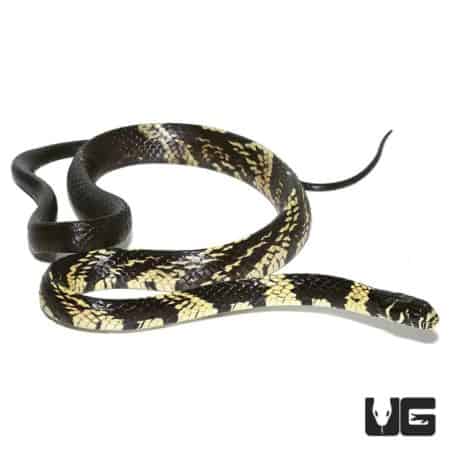Yearling Guyana Tiger Ratsnake For Sale - Underground Reptiles