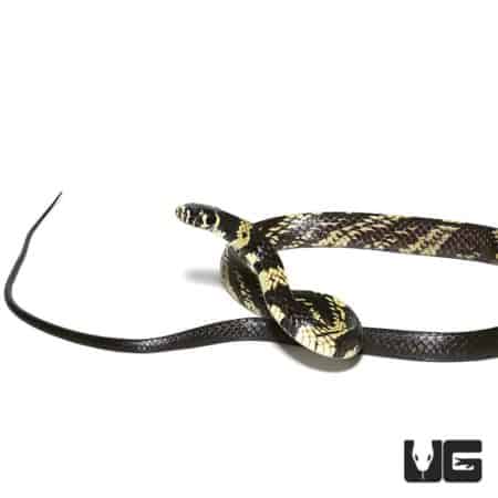 Yearling Guyana Tiger Ratsnake For Sale - Underground Reptiles