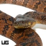 Orange Phase Diamondback Water Snakes For Sale - Underground Reptiles