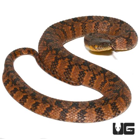 Orange Phase Diamondback Water Snakes For Sale - Underground Reptiles