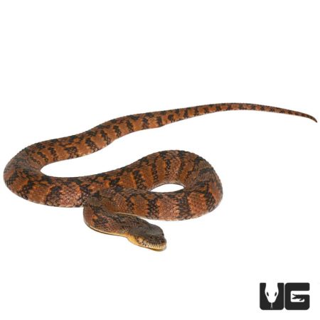 Orange Phase Diamondback Water Snakes For Sale - Underground Reptiles