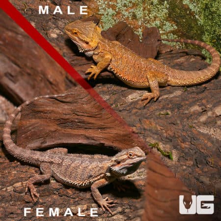 Adult Hypo Inferno Blue Bar Bearded Dragon (Pogona vitticeps) For Sale - Underground Reptiles