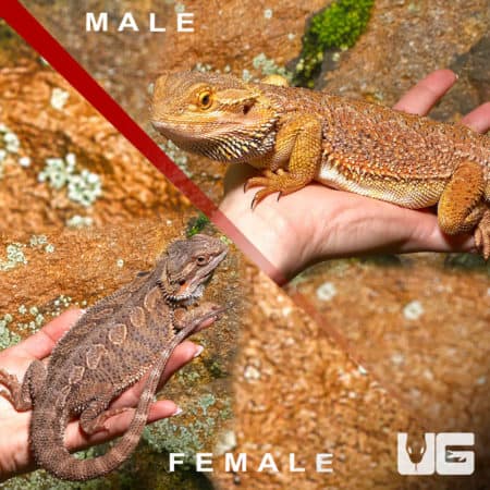 Adult Hypo Inferno Blue Bar Bearded Dragon (Pogona vitticeps) For Sale - Underground Reptiles