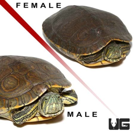 Pair Nicaraguan Ornate Slider Turtles For Sale - Underground Reptiles
