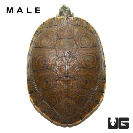 Pair Nicaraguan Ornate Slider Turtles For Sale - Underground Reptiles