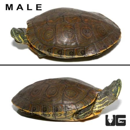 Pair Nicaraguan Ornate Slider Turtles For Sale - Underground Reptiles