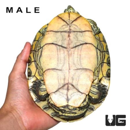 Pair Nicaraguan Ornate Slider Turtles For Sale - Underground Reptiles