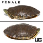 Pair Nicaraguan Ornate Slider Turtles For Sale - Underground Reptiles