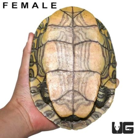 Pair Nicaraguan Ornate Slider Turtles For Sale - Underground Reptiles