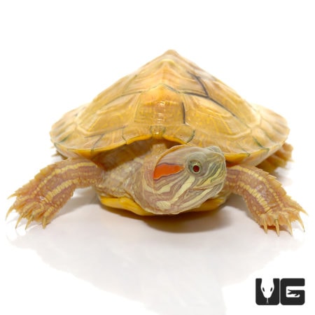 Baby Paradox Albino Red Ear Slider Turtles (Trachemys scripta elegans ...