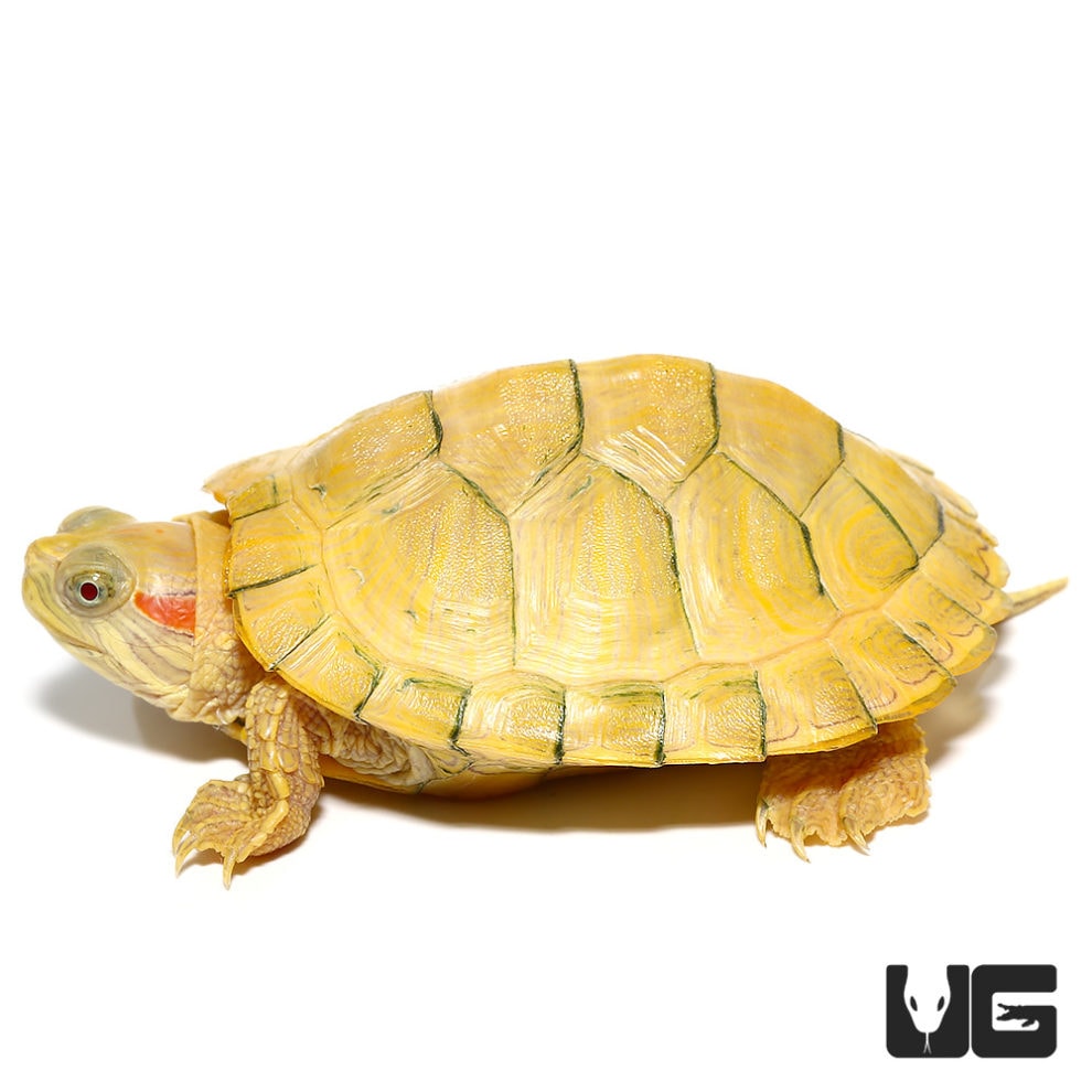 Baby Paradox Albino Red Ear Slider Turtles (Trachemys scripta elegans ...