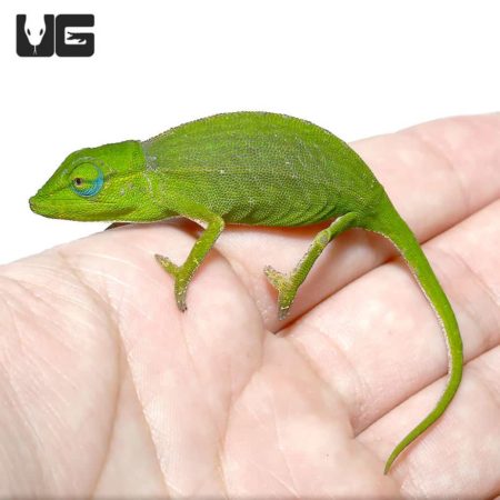 Bright green Perinet chameleon on a person's hand.