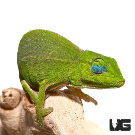 Bright green Perinet chameleon on a branch with vibrant blue eye details.