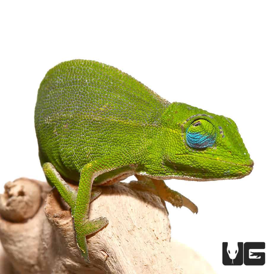 Sambava Panther Chameleons For Sale - Underground Reptiles