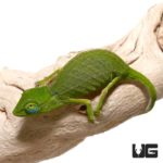 Perinet Chameleons For Sale - Underground Reptiles