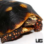 Redfoot Tortoises For Sale - Underground Reptiles