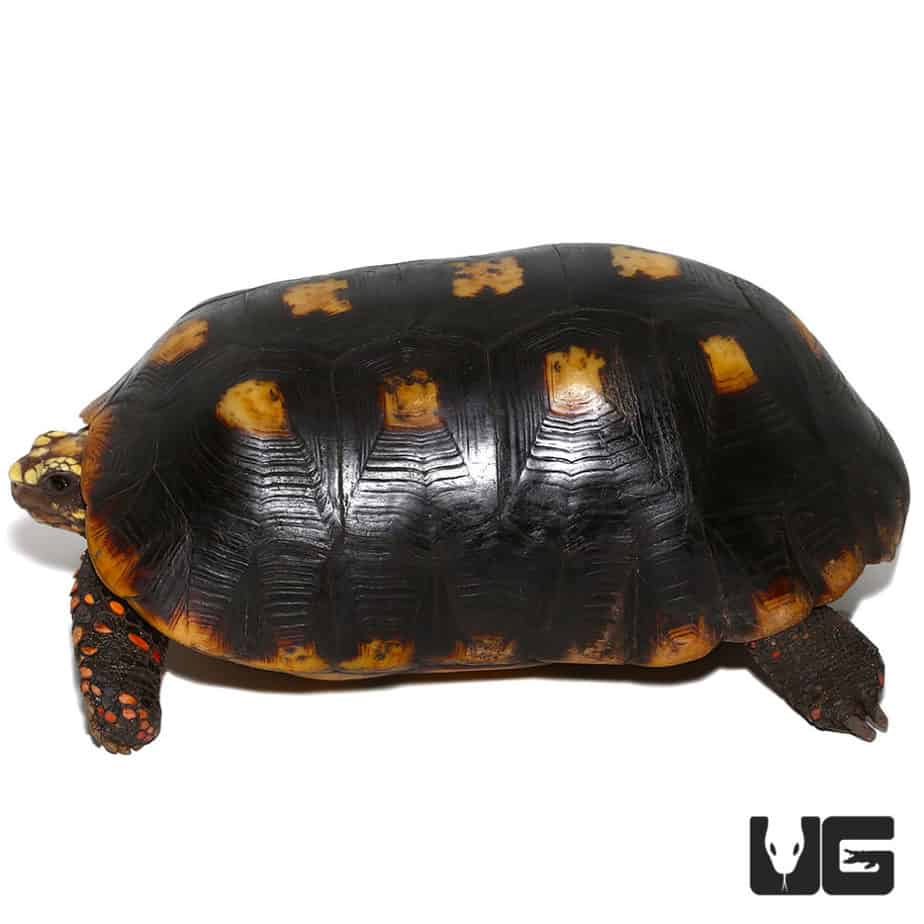 Tortoises For Sale - Underground Reptiles